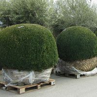 Földlabdás növények