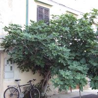 Cserje, bokor, fa, bokorfa, park és sorfa (alapfogalmak 2.)