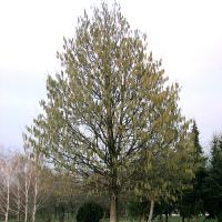 Suháng-husáng (a törzsmagasság beállítása)