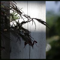 Törzs, szár, évgyűrű