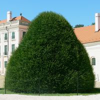 Miért!?...halt meg annyi tuja