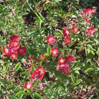 Rózsák metszése 1.