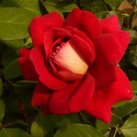 Rózsák metszése 2.