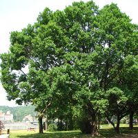 A földlabdás és konténeres növények ültetése