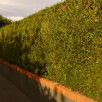 A sövény (harmadik rész. A telepítés)