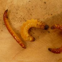 Enyhe tél hagyatéka 1.