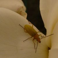 Enyhe tél hagyatéka 2.