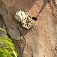 Tuja pusztulások egyik oka...