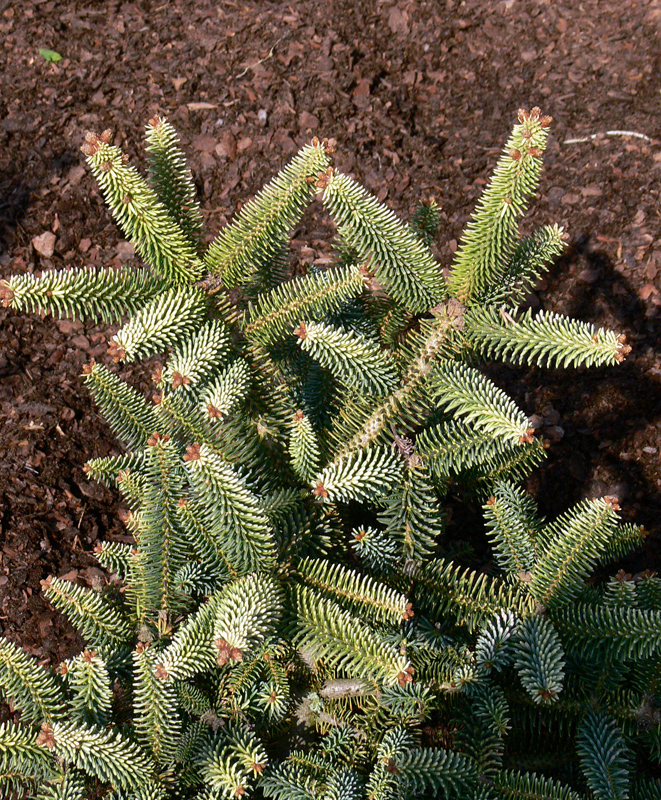 Andalúziai jegenyefenyő