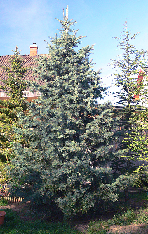 Colorádói jegenyefenyő