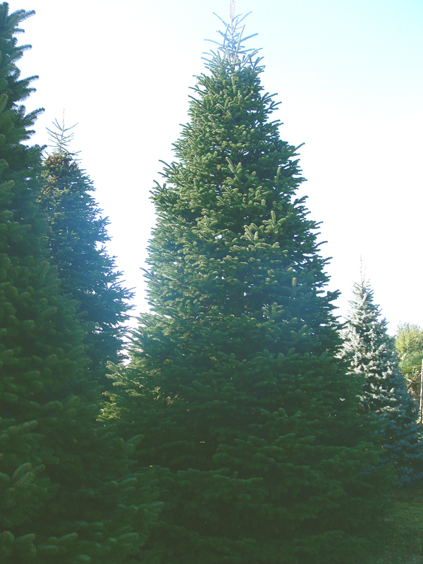 Kaukázusi jegenyefenyő