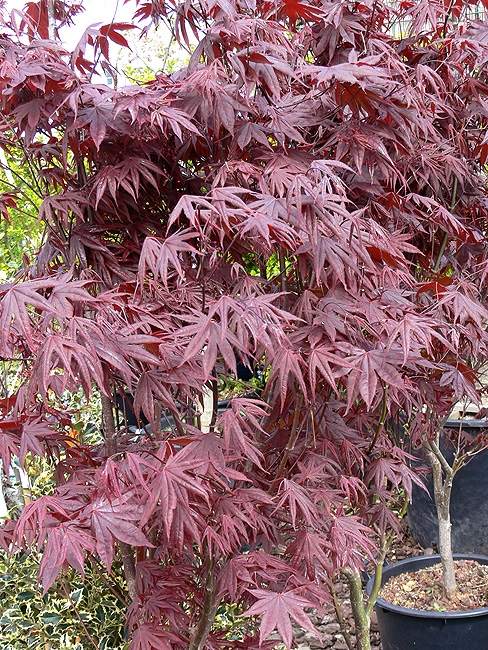 Ujjas (japán) juhar