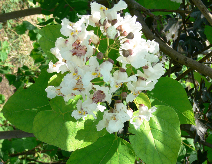 Szívlevelű szivarfa