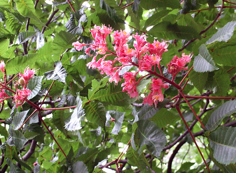 Hússzínű vadgesztenye