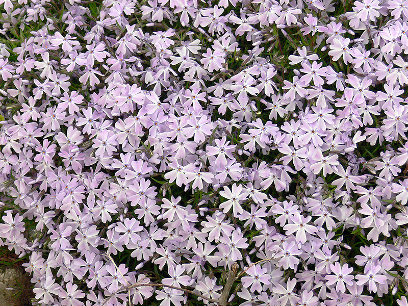 Árlevelű lángvirág