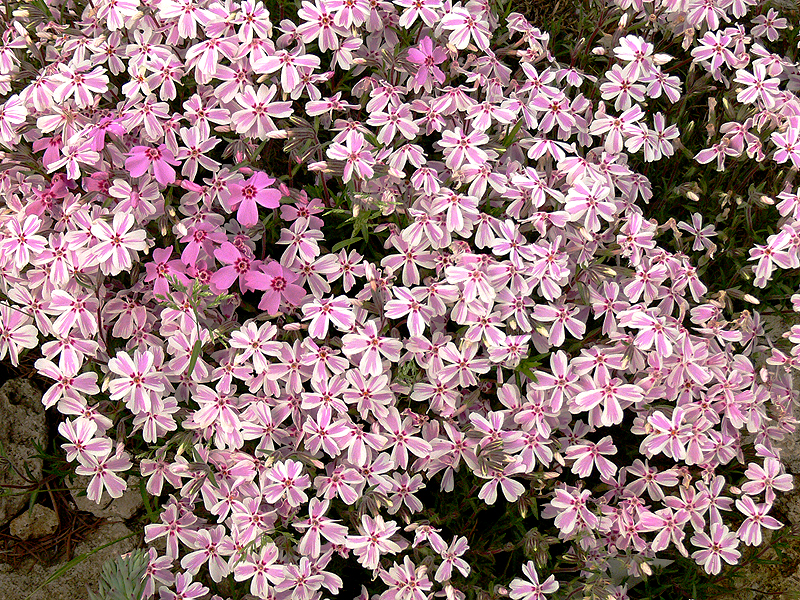 Árlevelű lángvirág