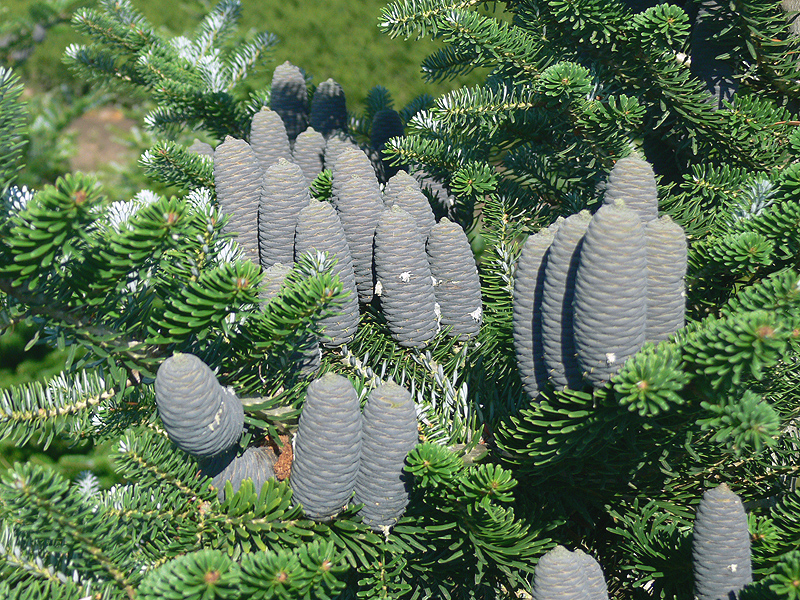 Koreai jegenyefenyő