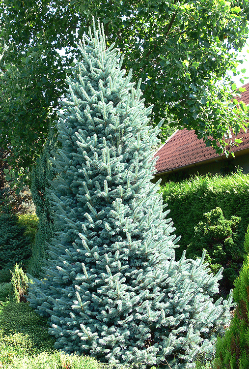 Törpe arizóniai jegenyefenyő