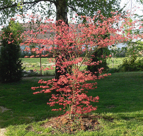 Ujjas (japán) juhar