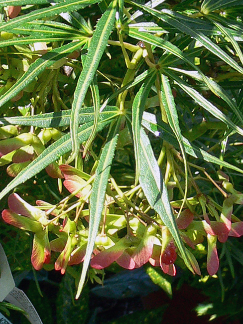 Ujjas (japán) juhar