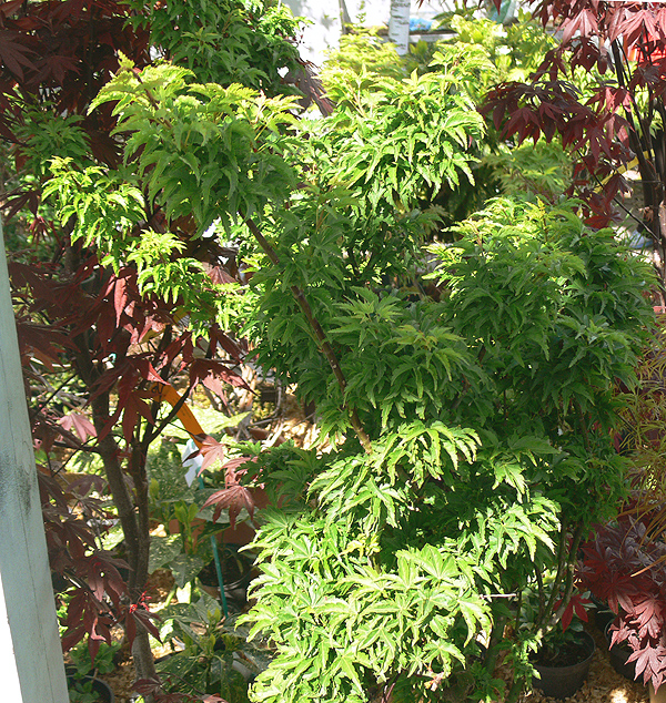 Ujjas (japán) juhar