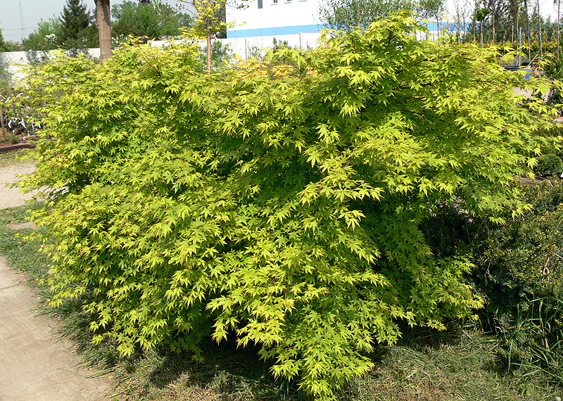 Ujjas (japán) juhar