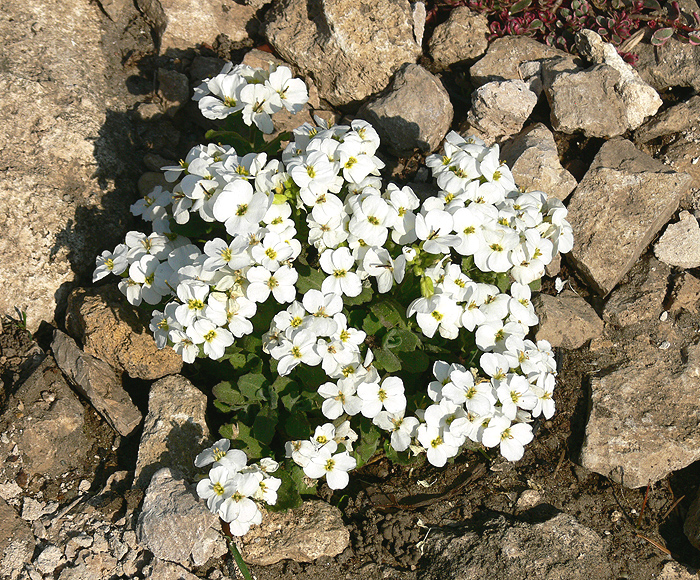Arabis caucasica 'Little Treasure White'