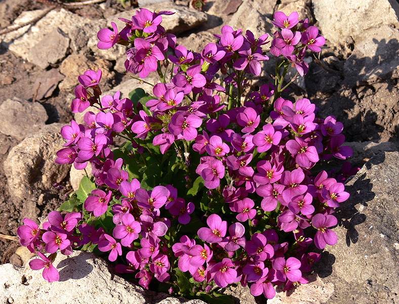 Kaukázusi ikravirág