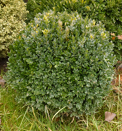 Örökzöld puszpáng