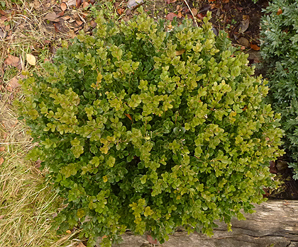 Örökzöld puszpáng