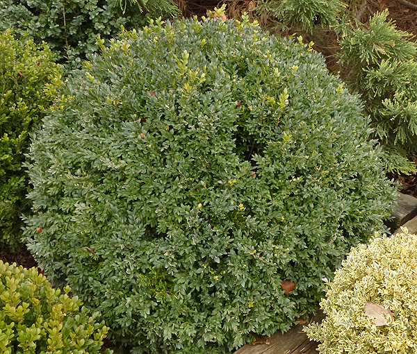 Örökzöld puszpáng