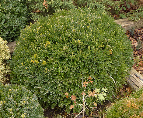 Örökzöld puszpáng