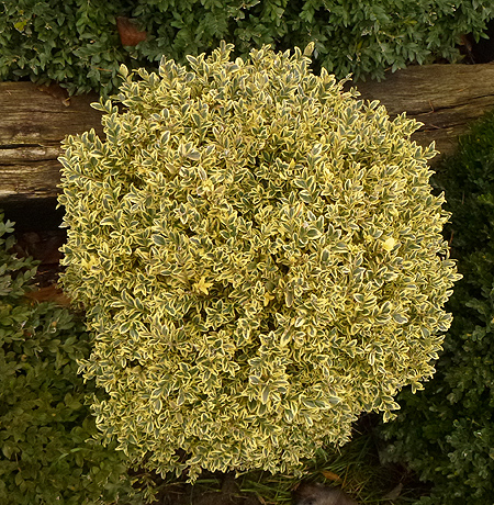 Örökzöld puszpáng