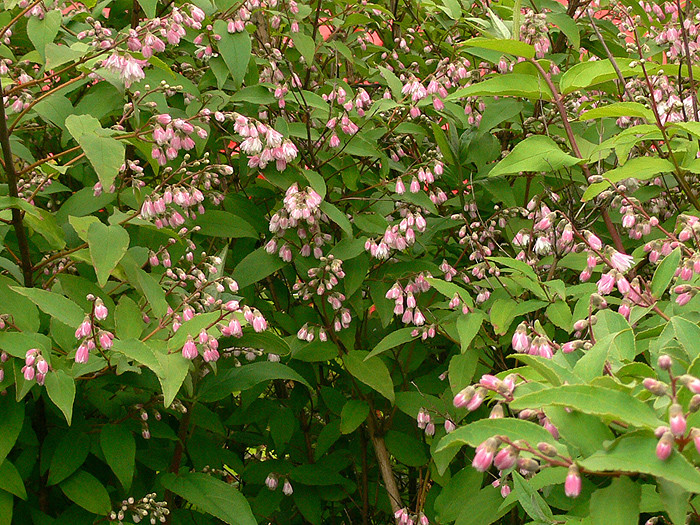 Rózsásvirágú gyöngyvirágcserje