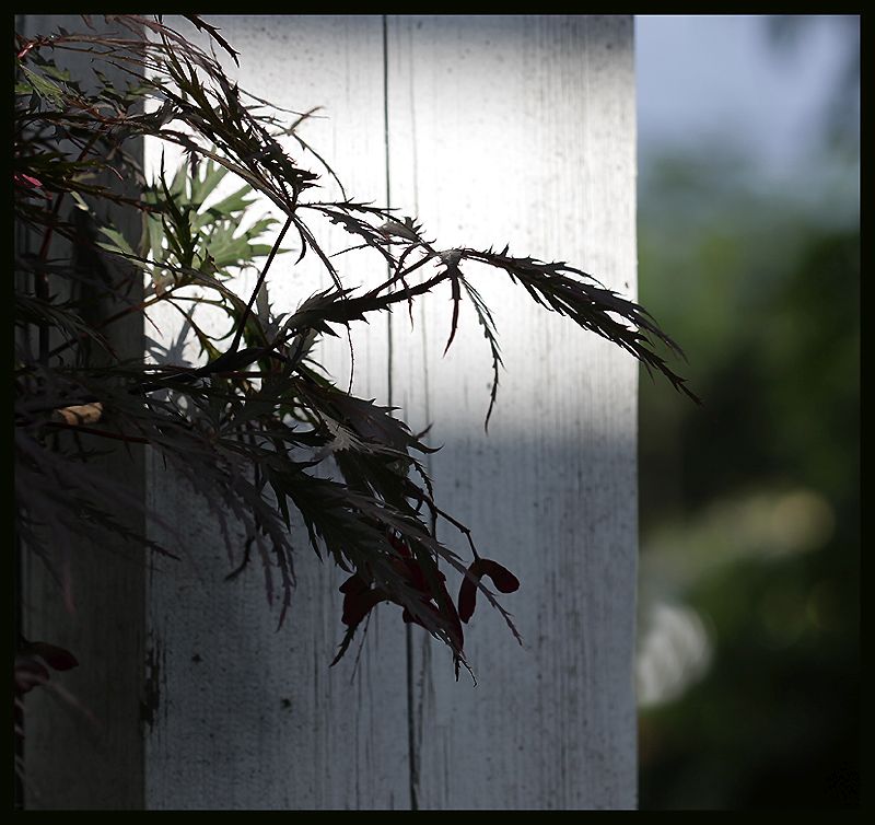 Ujjas (japán) juhar