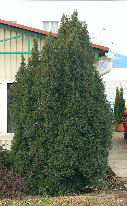 Közönséges tiszafa