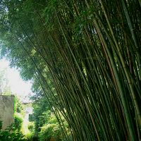 A sövény (negyedik rész. bambuszsövény, hedge laying)