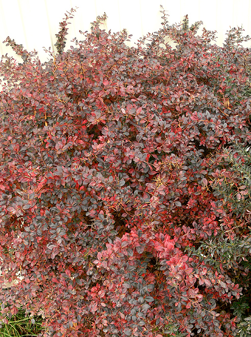 Berberis x media 'Red Jewel'