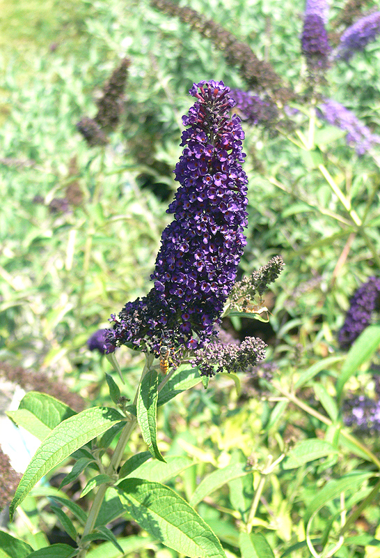 Buddleia davidii 'Black Knight'