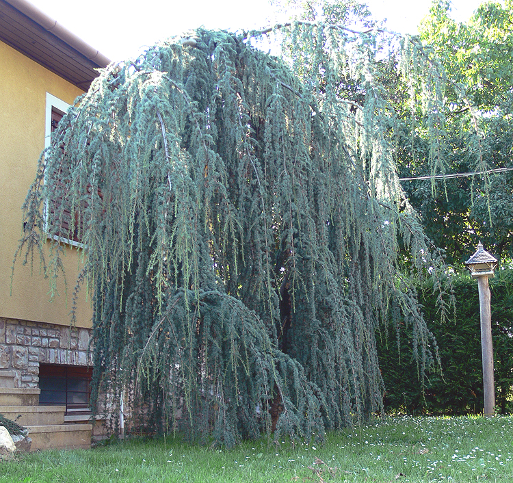 Szomorú atlasz cédrus